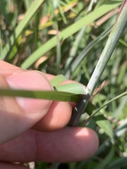 Andropogon virginicus