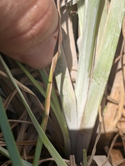 Andropogon virginicus