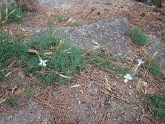 Dianthus acicularis