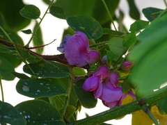 Robinia hispida rosea