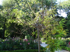 Robinia hispida rosea