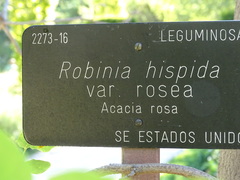 Robinia hispida rosea