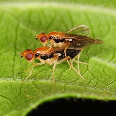Psila