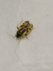 Orthops