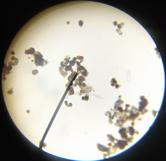 Chlamydomonas nivalis