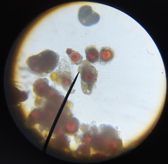 Chlamydomonas nivalis