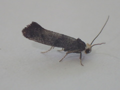 Swammerdamia pyrella
