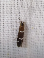 Athripsodes albifrons