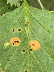 Puccinia coronata