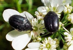 Orphilus subnitidus