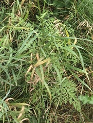 Daucus carota