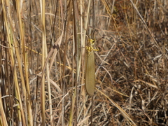 Myrmecaelurus trigrammus