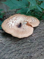 Cerioporus squamosus