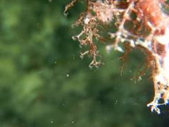 Eudendrium racemosum