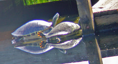 Pseudemys peninsularis