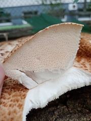 Cerioporus squamosus
