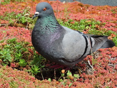 Columba livia domestica