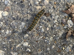 Phalera bucephala