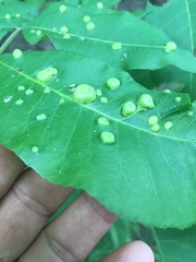 Phylloxera notabilis