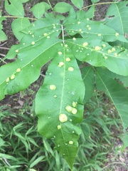 Phylloxera notabilis