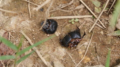 Dichotomius colonicus