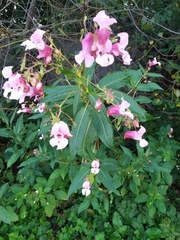 Impatiens glandulifera