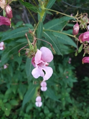 Impatiens glandulifera