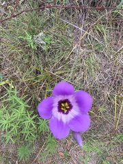 Eustoma russellianum
