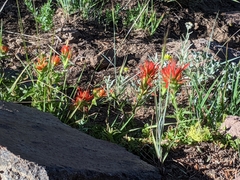 Castilleja applegatei applegatei