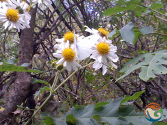 Montanoa bipinnatifida