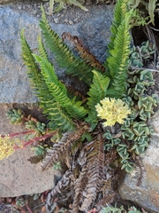 Polystichum scopulinum