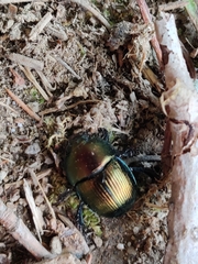 Geotrupes splendidus