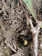 Geotrupes splendidus