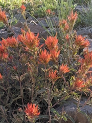 Castilleja applegatei applegatei