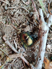 Geotrupes splendidus