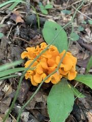 Craterellus odoratus
