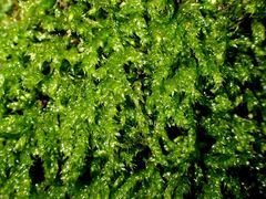 Cirriphyllum crassinervium