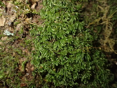 Nogopterium gracile