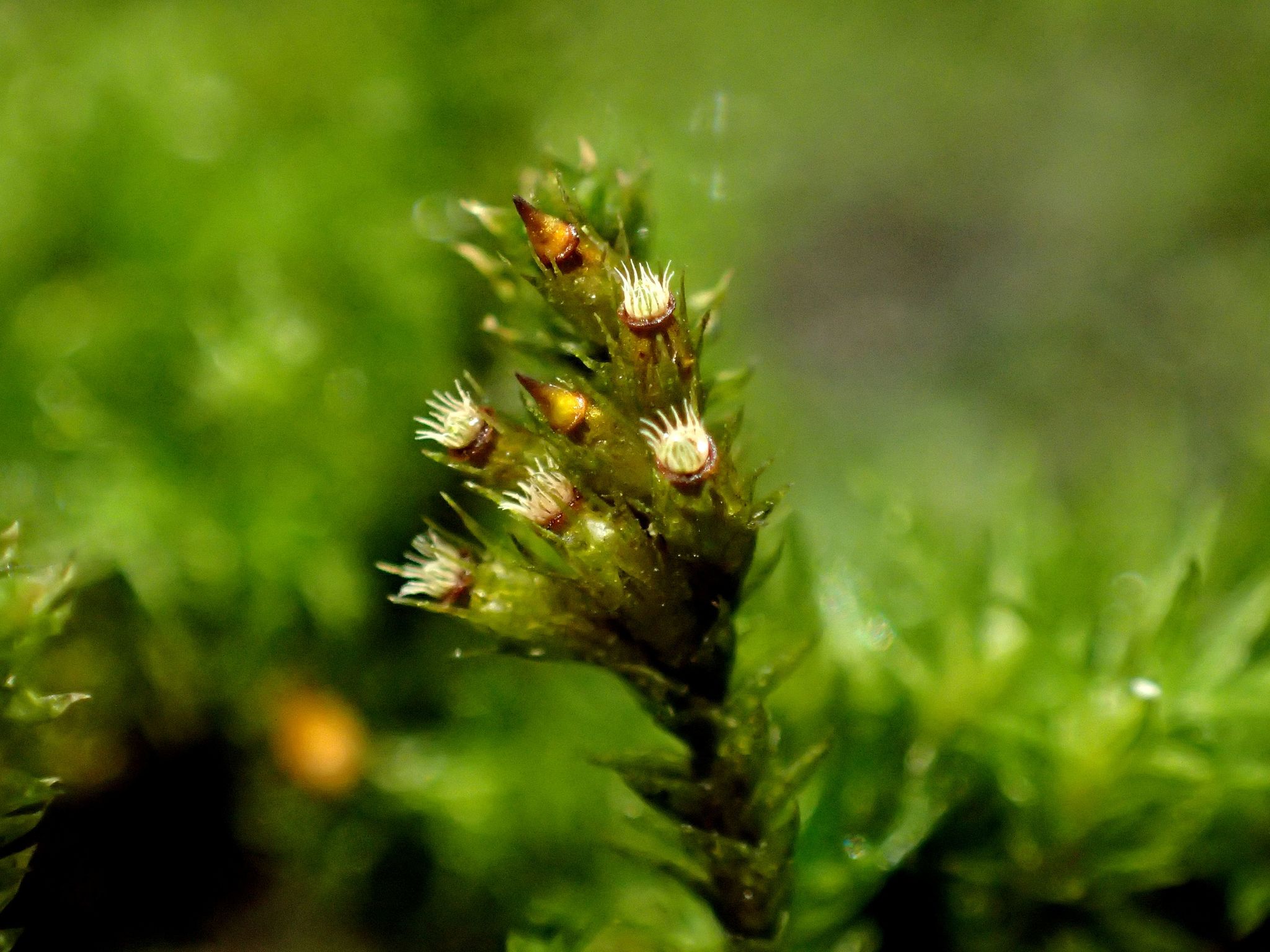 Cryphaea