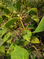 Miconia domociliata