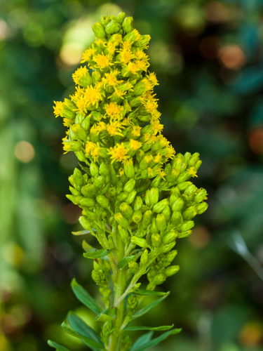 Three-nerve Goldenrod