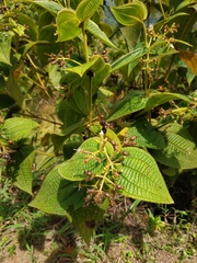 Miconia domociliata