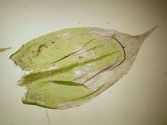 Cirriphyllum crassinervium