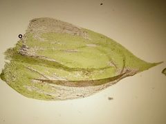 Cirriphyllum crassinervium