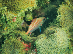 Neoniphon vexillarium
