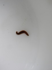 Erpobdellidae