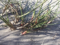 Cladoraphis cyperoides