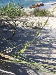 Cladoraphis cyperoides