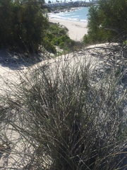 Cladoraphis cyperoides