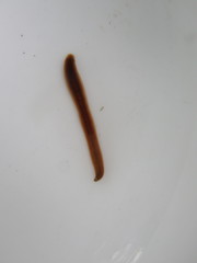 Erpobdellidae